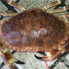 大量供应面包蟹英国面包蟹石蟹馒头蟹