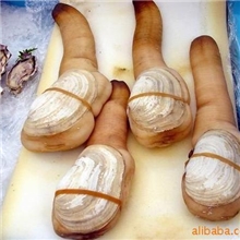 生猛海鲜原件供应进口加拿大象拔蚌