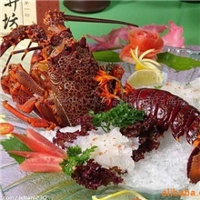 批发顶级澳洲龙虾澳龙红龙青龙1斤-3斤酒席必备