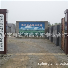 寿光鸽子蛋供应商，寿光鸽蛋生产基地