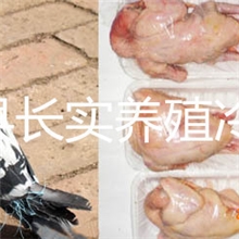 速冻鸽保鲜鸽冷冻鸽活鸽肉鸽白玉王