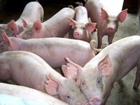 批发速冻乳猪鲜冻乳猪