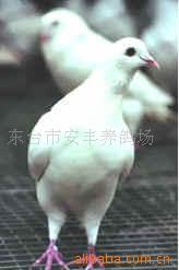 供应肉鸽、种鸽、乳鸽批发