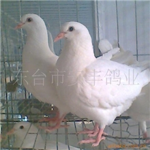 供应白羽王落地网种鸽肉鸽养殖技术