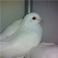 供应美国落地王种鸽肉鸽