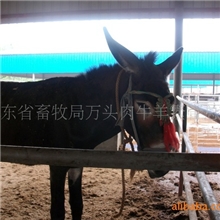 肉牛养殖基地供优质西门塔尔牛.