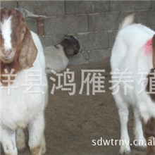 常年供应大量小尾寒羊