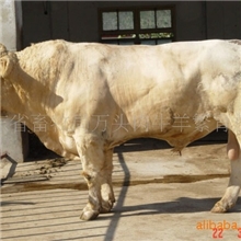 广西肉牛养殖技术@肉牛养殖技术W视频肉牛养殖技术