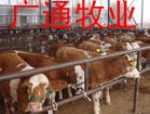 广通牧业供应西门塔尔牛肉牛犊