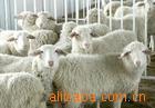 供应波尔山羊，夏洛莱羊，小尾寒羊