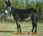 供应肉驴驴驹种驴