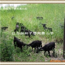 黑山羊羊羔，供应南京、无锡、泰州、江阴、华西等地