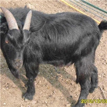 龙希黑山羊、生态养殖、养生佳品、健康生活.源自龙希
