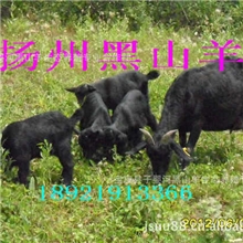 子婴河黑山羊种羊纯生态放养，有机绿色食品供应北京，上海，重庆