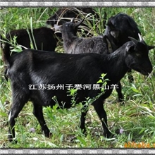 生态养殖的黑山羊肉，江苏知名品牌山羊养殖品种，优质供应