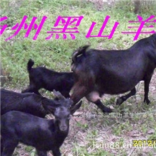 黑山羊种羊、创业养殖好项目，免费为引种养殖户提供养殖技术