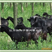 江苏供应优质品种黑山羊种羊，货真价实