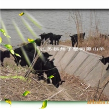 黑山羊羊羔，纯生态养殖放养，供应北京、上海、广州、四川、云南