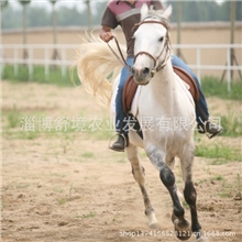 优质英国纯血马马匹出售马匹寄养