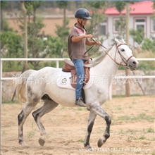 欧洲进口纯血马马匹出售马匹寄养