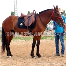 美国夸特马花木兰