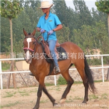 优良美国夸特马可马场代养