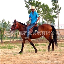 马匹进口马匹交易马匹繁育美国夸特马