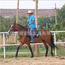 优质个人骑乘马供应美国进口夸特马