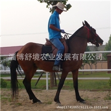 马匹交易马匹繁育马匹寄养夸特马