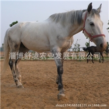 血统优良英国进口纯血马