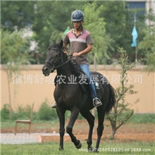 养马场优质骑乘马荷兰进口温血马