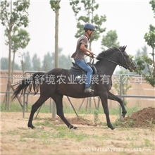 优质骑乘马温血马可马场代养