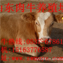 肉驴急售,急售肉驴-山东中旺牧业供应2000头肉驴