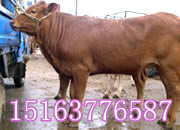 陕西西门塔尔牛价格市场行情_陕西西门塔尔牛价格市场行情价格