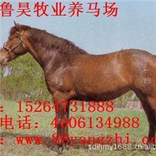 养马场供应伊犁马、三河马、蒙古马、种马