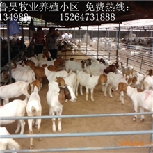 供应湖北波尔山羊，湖北养羊场，湖北波尔山羊价格