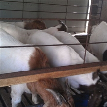 优质活羊宰杀肉质新鲜量大价格从优厂家直销