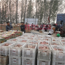 地瓜红薯电烤碳烤烤薯最牛的品种鲁香一号万家地瓜坊首选