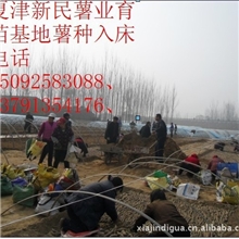 没有成活率坚绝不卖的紫薯种子紫薯种苗紫薯苗紫红薯种苗紫红薯苗