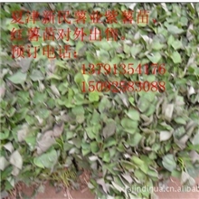 甘肃红薯苗甘肃红薯种苗甘肃紫薯苗甘肃紫薯种苗