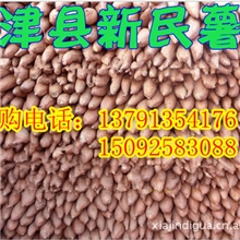 山东遗字138地瓜基地山东遗字138批发
