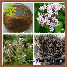 缬草提取物纯天然镇静，解除痉挛纯天然原料缬草酸0.8%厂家供应