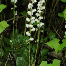 网络热销鹿衔草提取物/鹿蹄草提取物