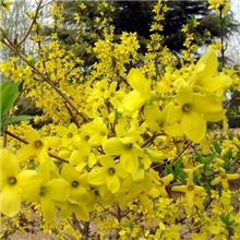 贯叶连翘提取物金丝桃素0.3%【收敛、化痰、镇定】