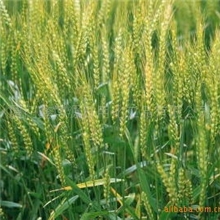 供应香精香料舒蕾小麦蛋白香精L6118#