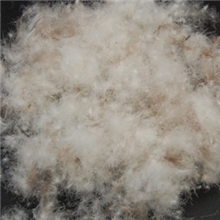 供应水洗灰鸭绒，60%灰鸭绒，60/40灰鸭绒。