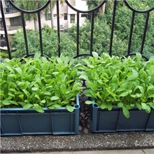 组合式阳台种植箱家庭菜园种植箱/串联