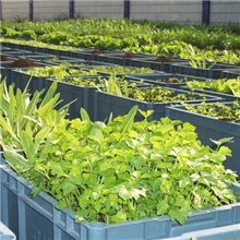 批发东莞&ldquo;致丽ZOLLY&rdquo;牌水土混培种植箱/阳台种植箱/育苗箱