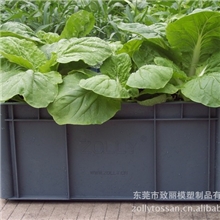 致丽牌种植箱，阳台种菜箱，带泥土，菜种