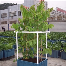 东莞&ldquo;致丽ZOLLY&rdquo;牌水土混培种植箱/阳台种植箱/带架